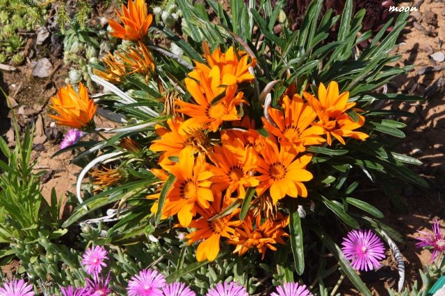 gazanija